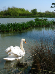 Local Wildlife on the Marais